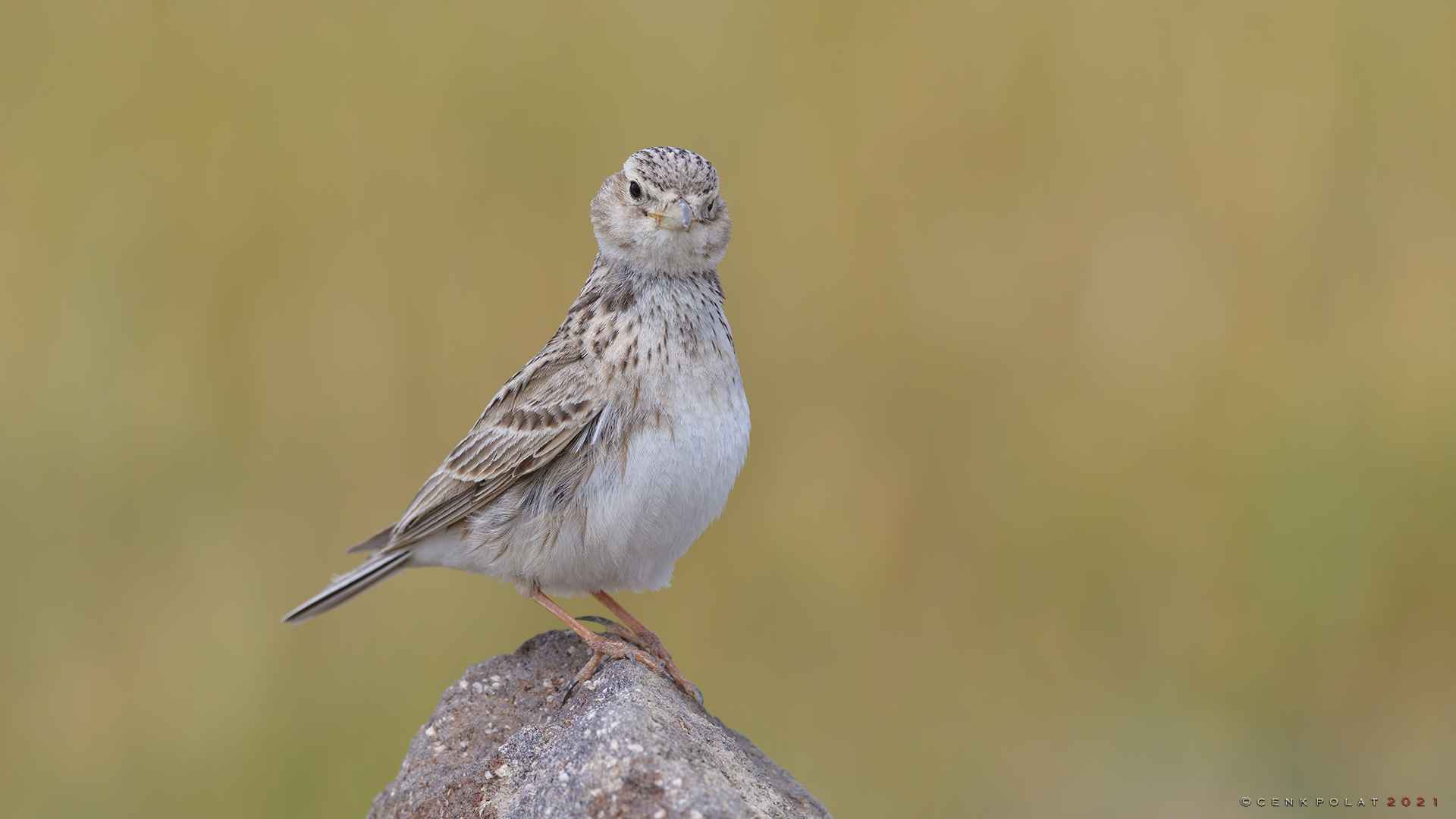 Turkestan Short-toed Lark
